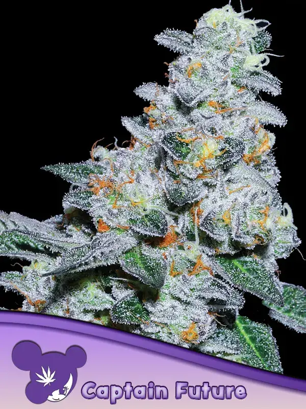 Captain Future Feminised Cannabis Seeds - Anesia Seeds