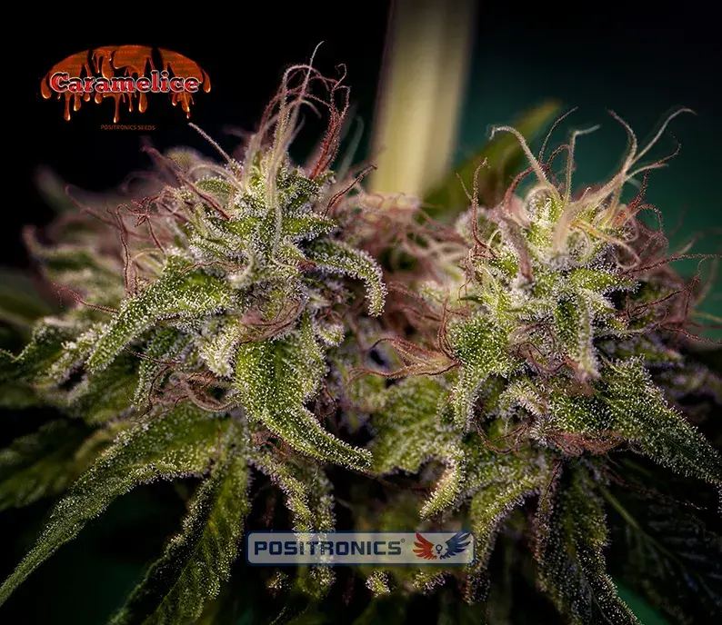 Caramel Ice Feminised Cannabis Seeds | Positronics