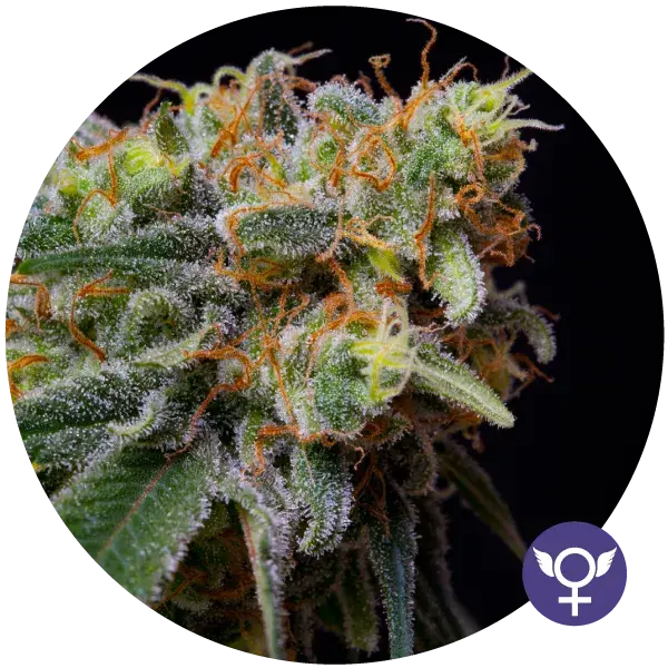 Caramelicious Feminised Cannabis Seeds | Bulldog Seeds
