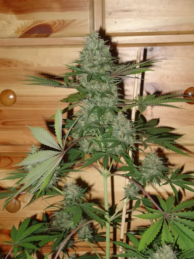 Caramella Auto Feminised Cannabis Seeds