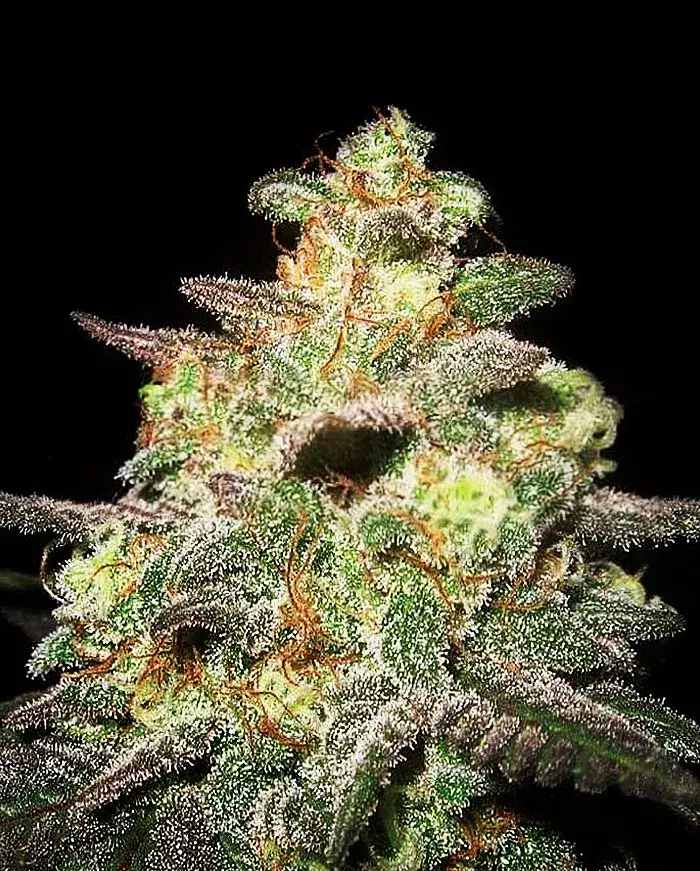 Caramella Auto Feminised Cannabis Seeds | Expert Seeds