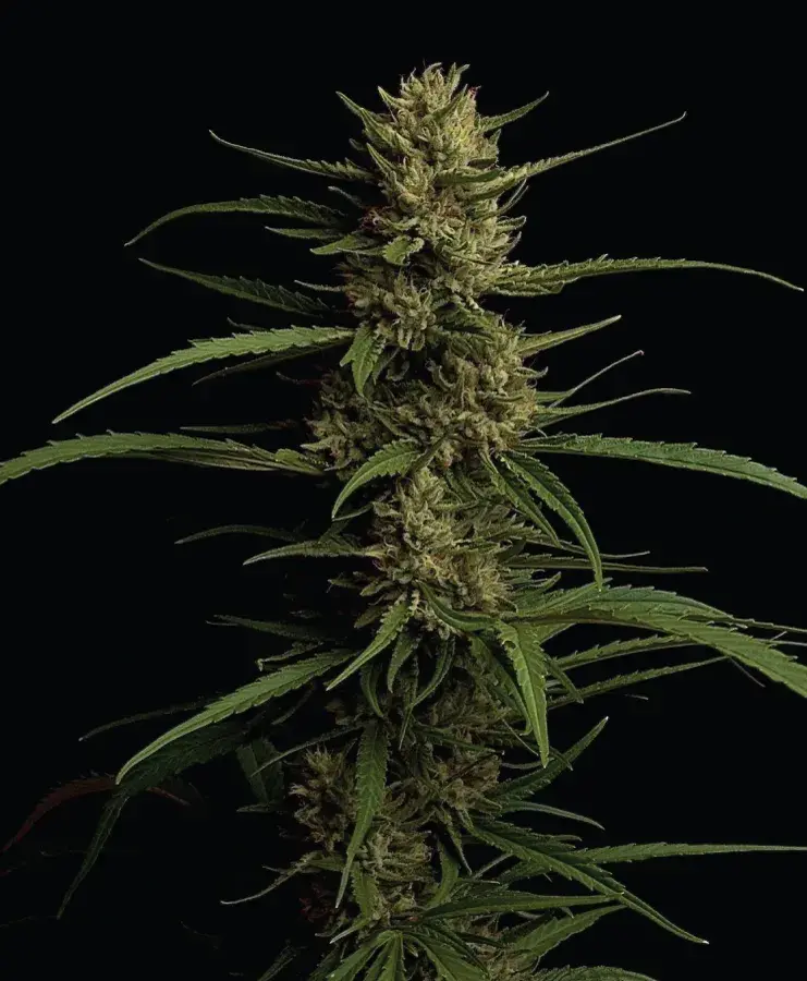 Caribbean Queen Feminised Cannabis Seeds - Humboldt Seed Company