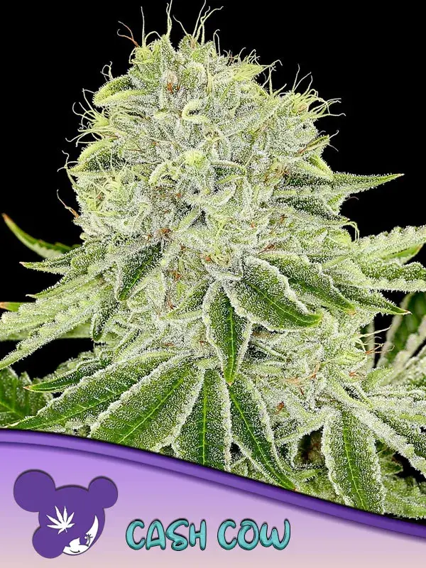 Cash Cow Feminised Cannabis Seeds - Anesia Seeds