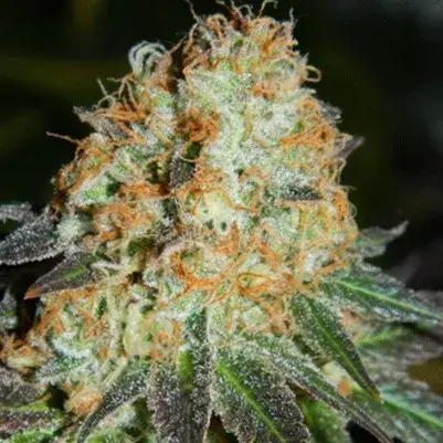 Cash Crop Auto Feminised Cannabis Seeds | Cream Of The Crop