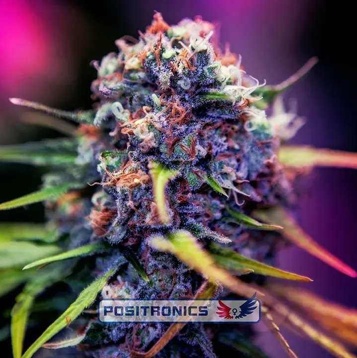 CBD Caramel Ice Feminised Cannabis Seeds | Positronics
