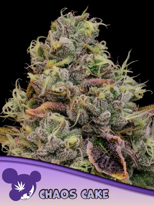 Chaos Cake Feminised Cannabis Seeds - Anesia Seeds.