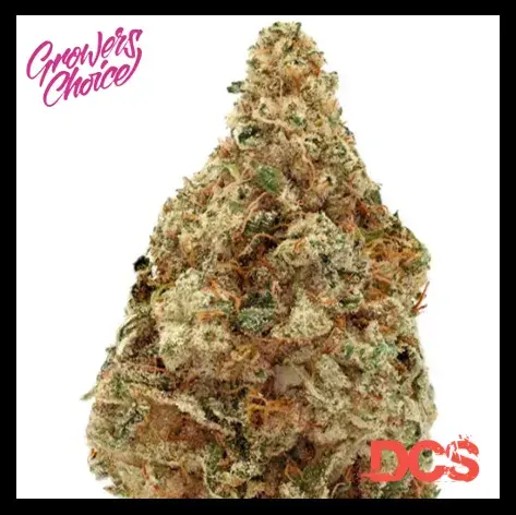 Charlotte's Dream CBD Auto Feminised Cannabis Seeds - Growers Choice