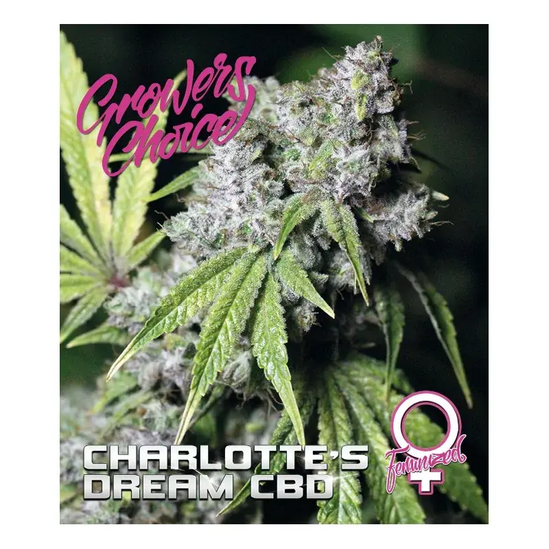 Charlottes Dream CBD Feminised Cannabis Seeds - Growers Choice
