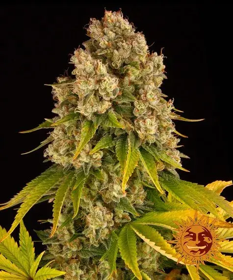 Cheese Auto Feminised Cannabis Seeds | Barney's Farm 