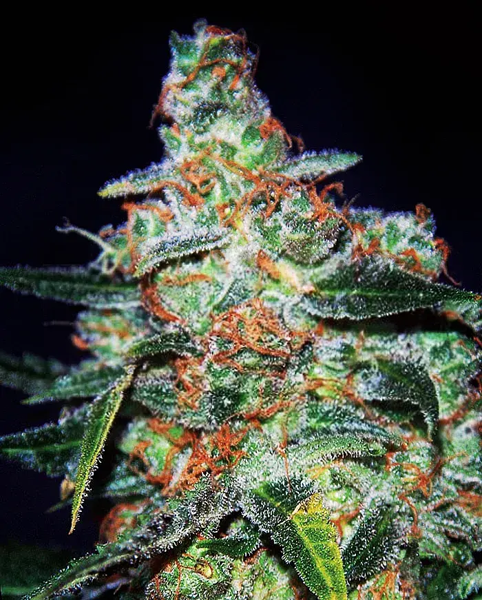 Cheese Auto Feminised Cannabis Seeds | Expert Seeds