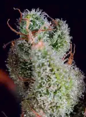CHEESE x SCBDX Feminised Cannnabis Seeds