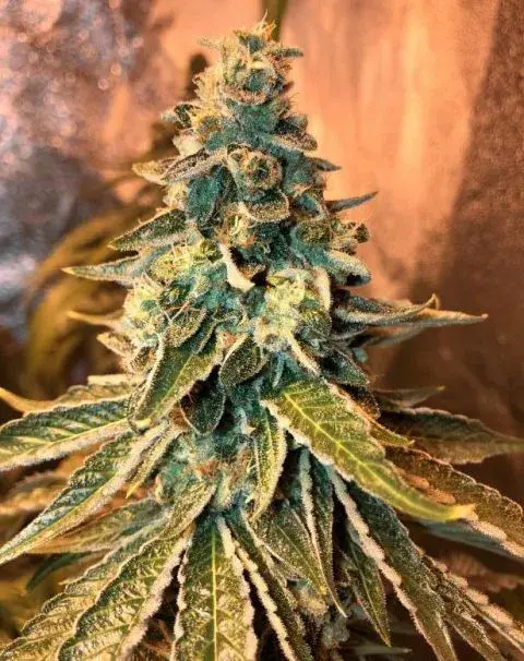 Chem OG Feminised Cannabis Seeds | Female Seeds