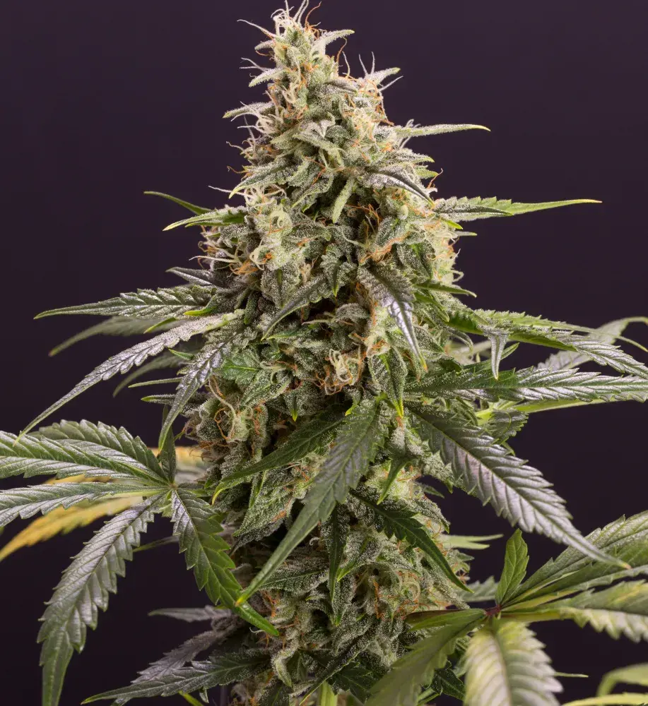 Chem Bomb Auto Feminised Cannabis Seeds | Humboldt Seeds Organisation