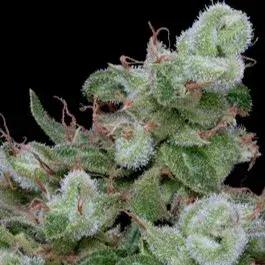Chemdawg #4 Feminised Cannabis Seeds | Big Head Seeds