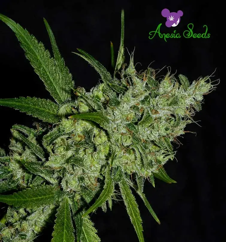 Chemdog Feminised Cannabis Seeds - Anesia Seeds