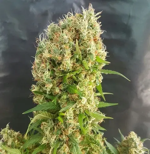 Chemdog Gorilla Feminised Cannabis Seeds | Expert Seeds