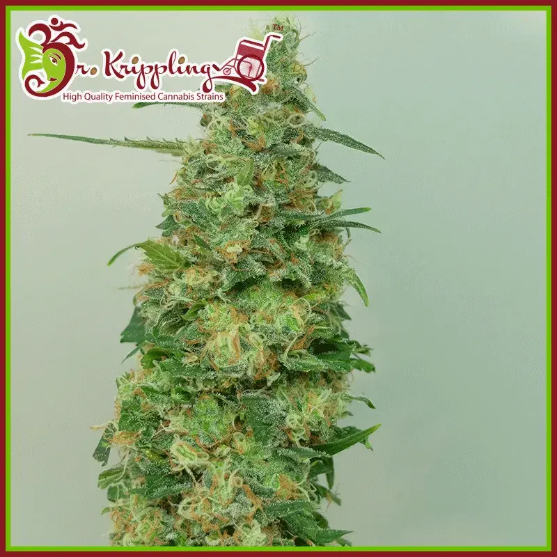 Chemdog Millionaire Feminised Cannabis Seeds | Dr Krippling 
