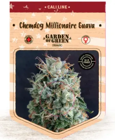 Chemdog Millionaire Guava Feminised Cannabis Seeds | Garden of Green