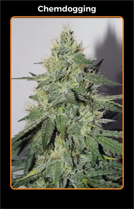 Chemdogging Auto Feminised Cannabis Seeds