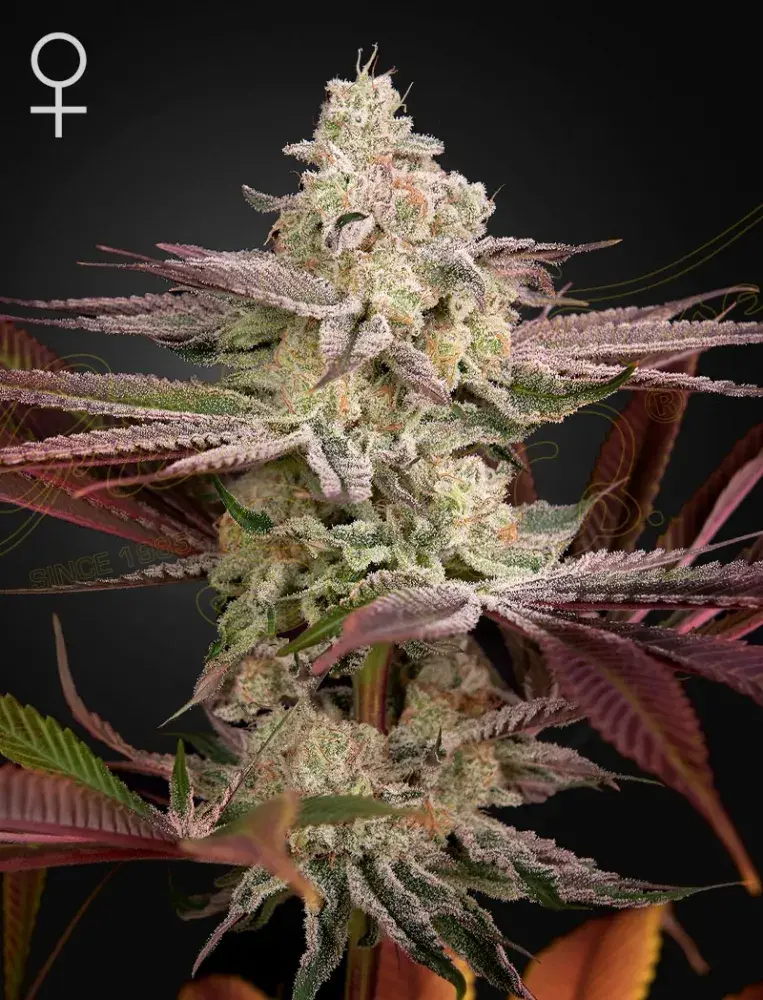 Chemical Bride Feminised Cannabis Seeds | Green House Seeds