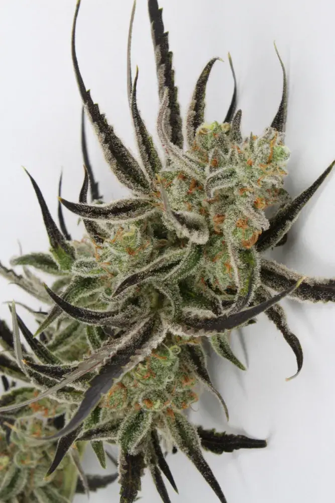 Chernobyl Regular Cannabis Seeds | TGA Seeds