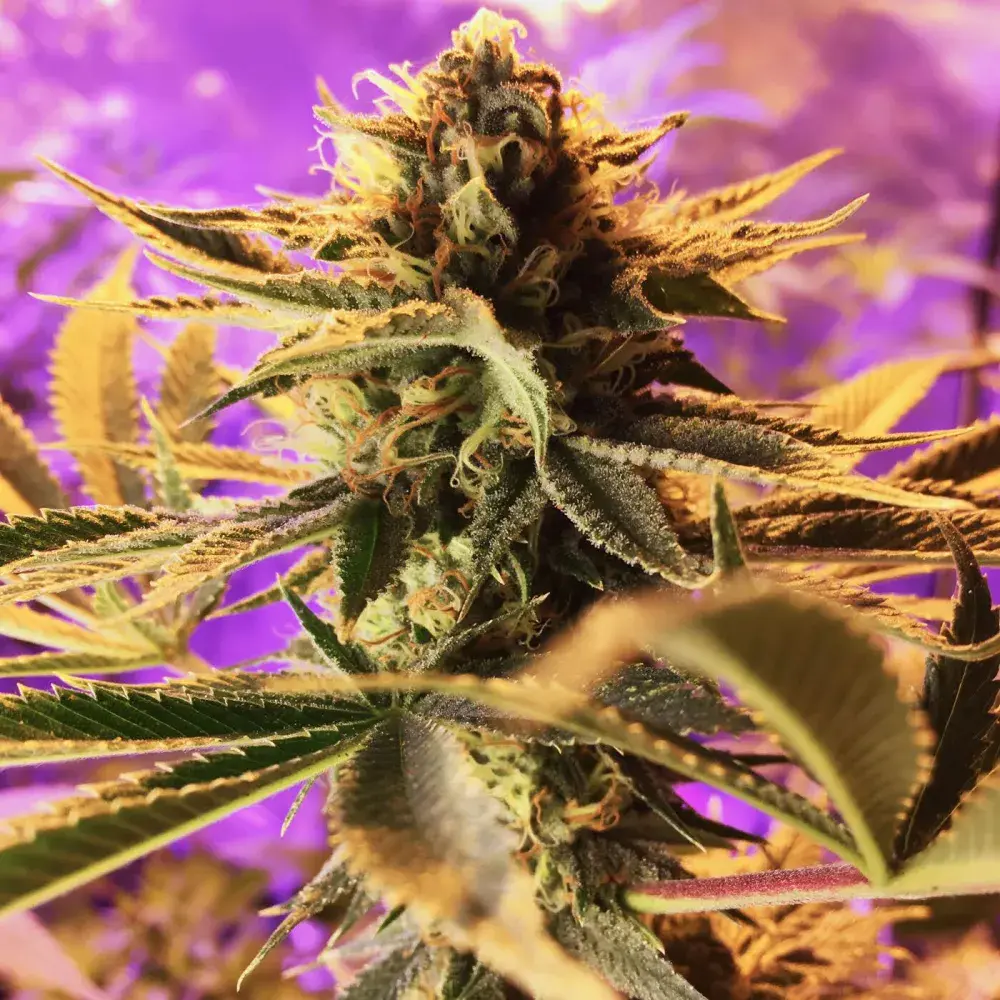 Cherry Cordial Regular Cannabis Seeds | TGA Seeds 
