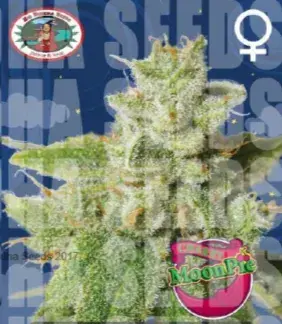 Cherry Moon Pie Feminised Cannabis Seeds | Big Buddha Seeds 