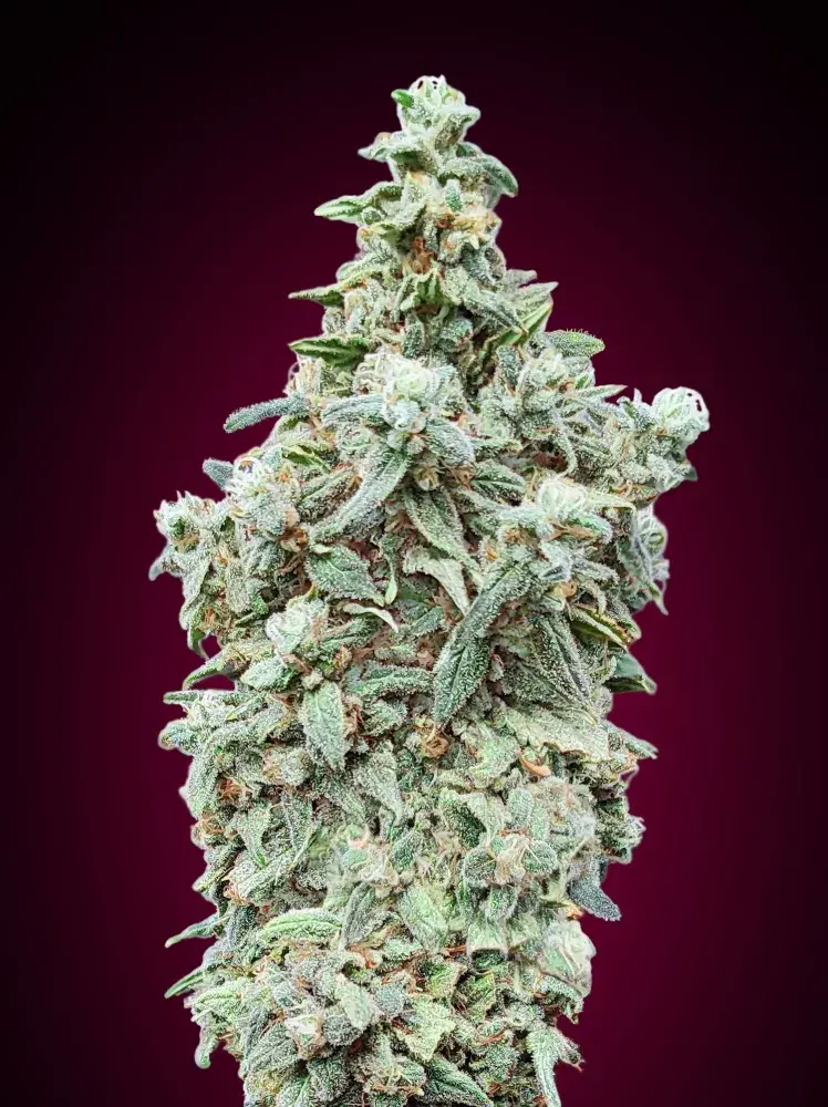 Cherry Pie Feminised Cannabis Seeds | Advanced Seeds 