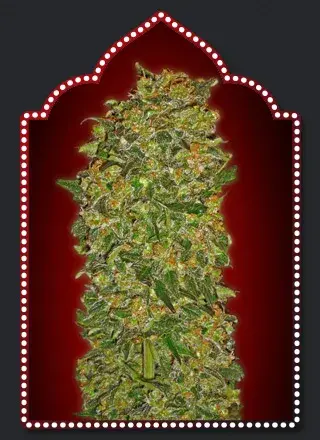 Chocolate Kush Feminised Cannabis Seeds | OO Seeds