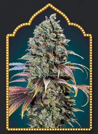 Chocolate Cream Feminised Cannabis Seeds | OO Seeds
