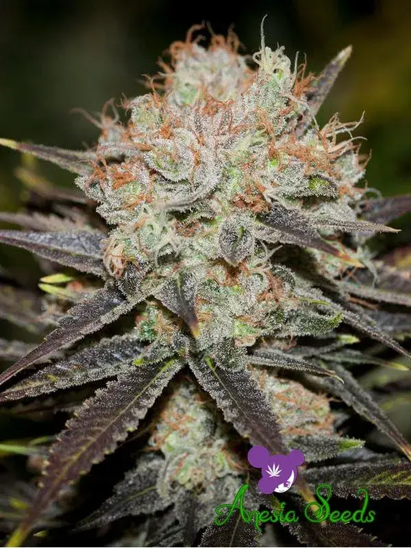 Chocolate Haze Feminised Cannabis Seeds - Anesia Seeds
