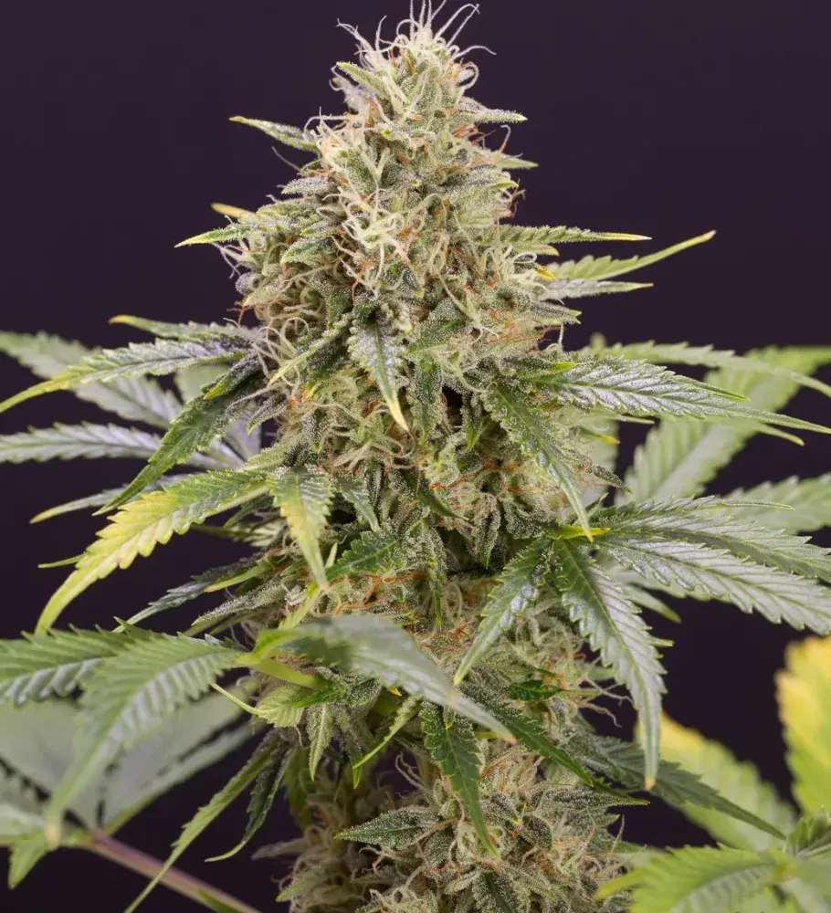 Chocolate Mint OG Auto Feminised Cannabis Seeds | Humboldt Seeds Organisation