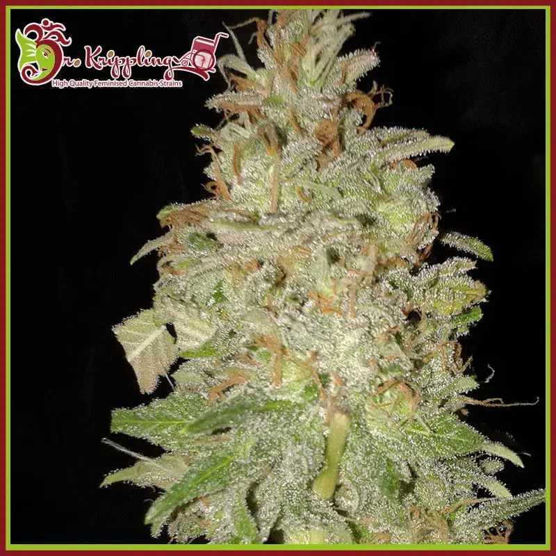 Chocolate Orange Auto Feminised Cannabis Seeds | Dr Krippling