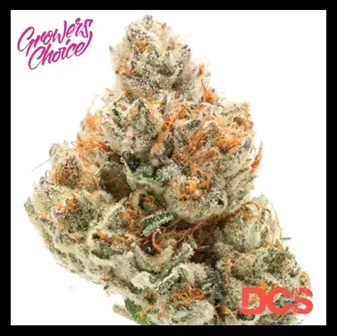 Chocolate Sherbet Feminised Cannabis Seeds - Growers Choice