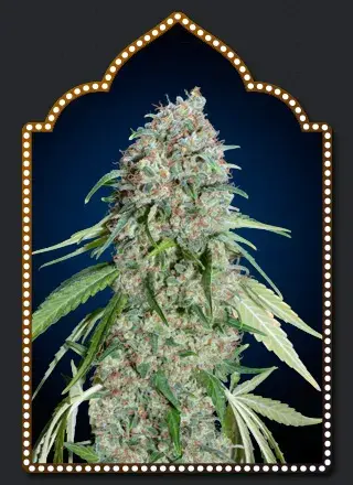 Chocolate Skunk CBD Feminised Cannabis Seeds | OO Seeds