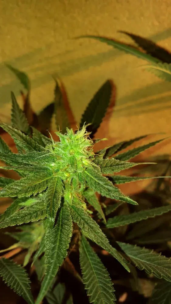 Chocolate Tonic Regular Cannabis Seeds | Purple Caper