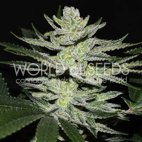 Chocolate Thai OG Feminised Cannabis Seeds | World of Seeds.