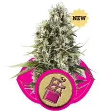 Chocolate Haze Feminised Cannabis Seeds | Royal Queen Seeds