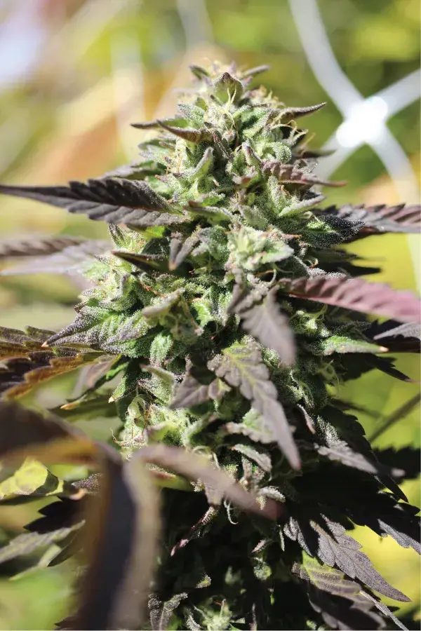 Chunkadelic Auto Feminised Cannabis Seeds - Humboldt Seed Company
