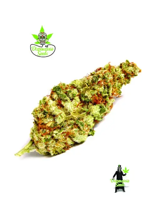 Cinderella Punch Feminised Cannabis Seeds | Dispensario Seeds