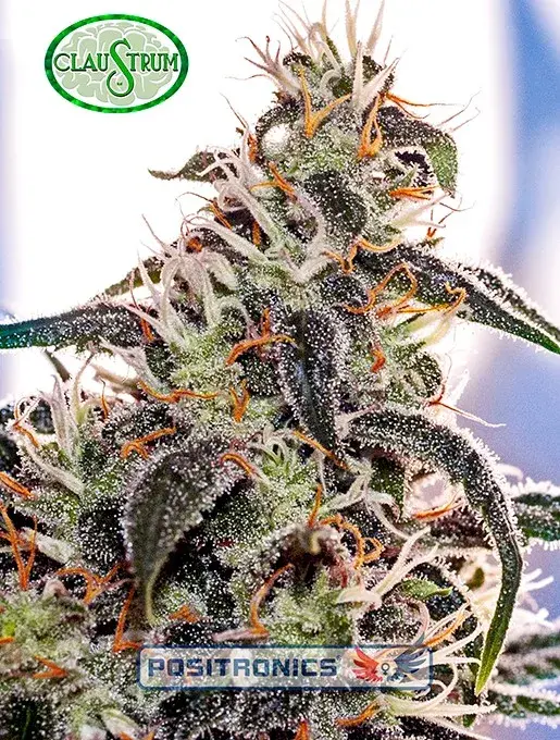 Claustrum Feminised Cannabis Seeds | Positronics