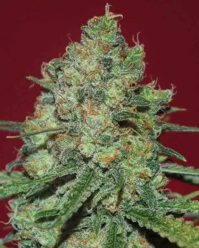 Clinical White CBD Feminised Cannabis Seeds | Expert Seeds
