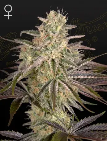 Cloudwalker Feminised Cannabis Seeds | Green House Seeds 