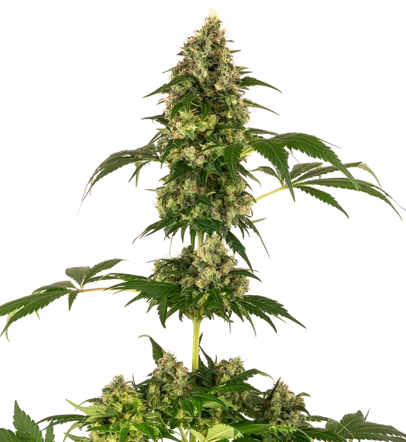 Cobalt Haze Feminised Cannabis Seeds - Sensi Seeds