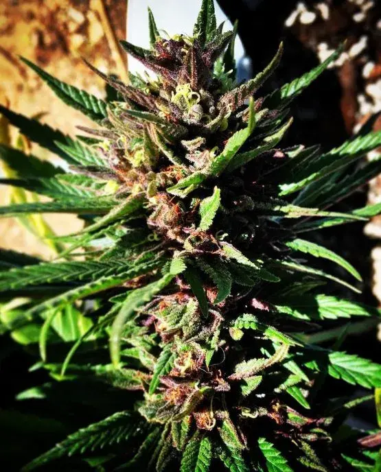 Cocoa OG Regular Cannabis Seeds | Grand Daddy Purp