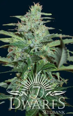 Colossus Auto Feminised Cannabis Seeds | 7 Dwarf Seeds