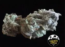 Concrete Banana Feminised | Concrete Jungle Seeds