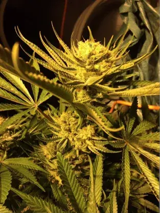 Concrete Zkittlez Feminised | Concrete Jungle Seeds