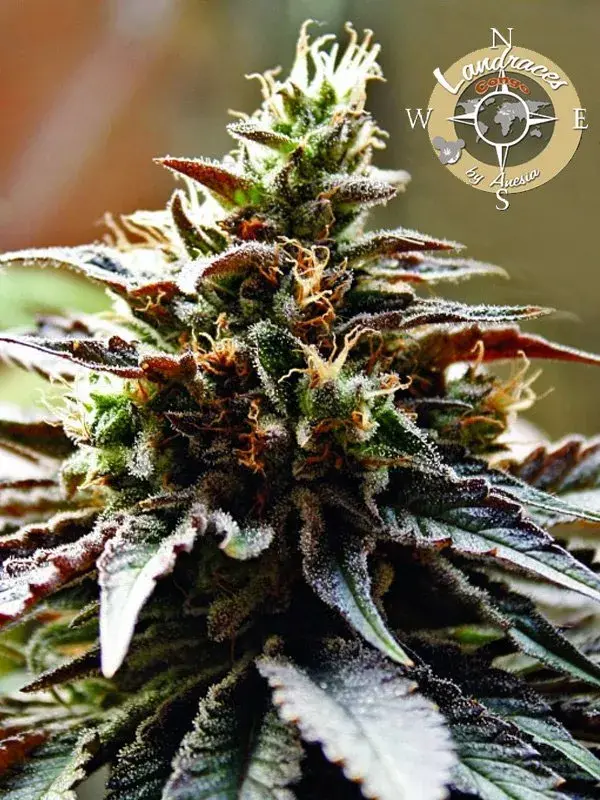 Congo Feminised Cannabis Seeds - Anesia Seeds