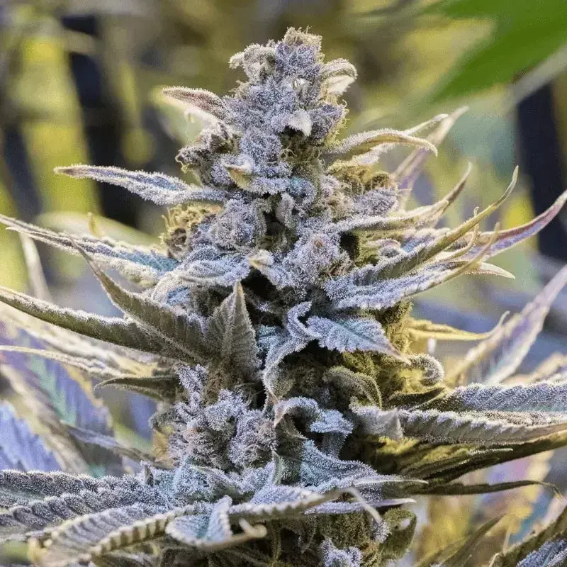 Cookielato Cannabis Seeds - Silent Seeds.